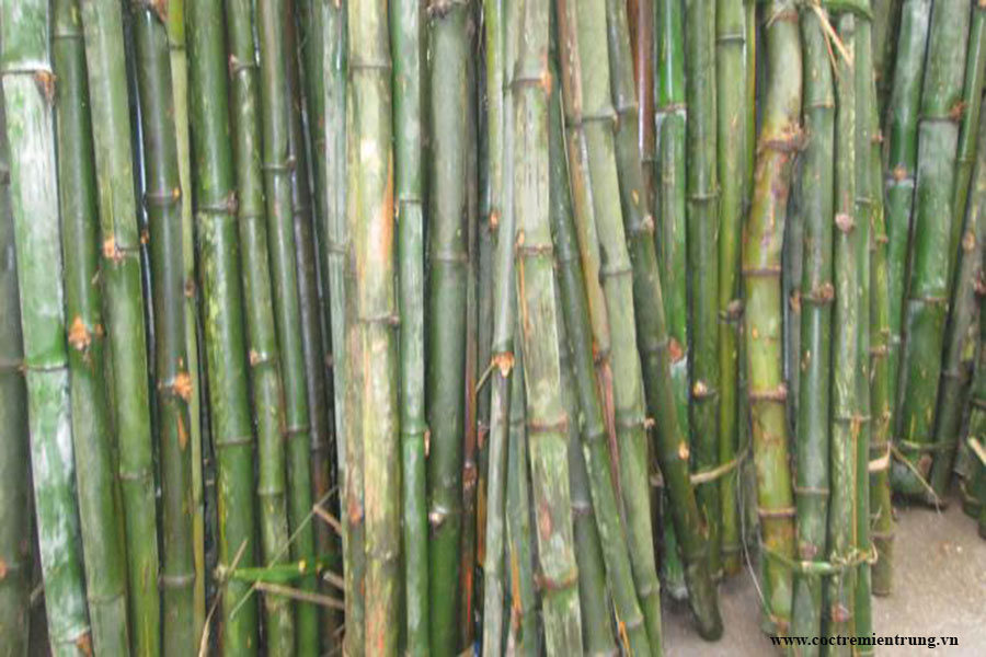 Mua bán cọc tre tại Quảng Trị